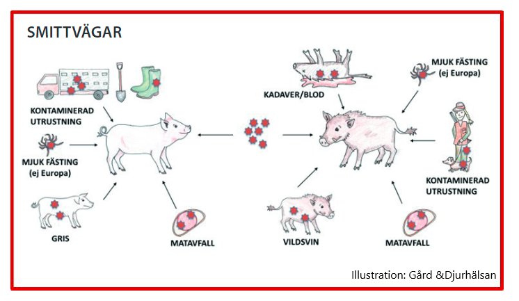 Smittvägar Afrikansk svinpest